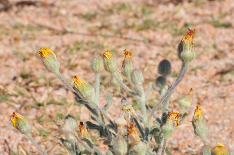 Andryala integrifolia / Lanutella